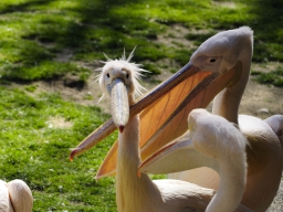 Gestresste Pelikane